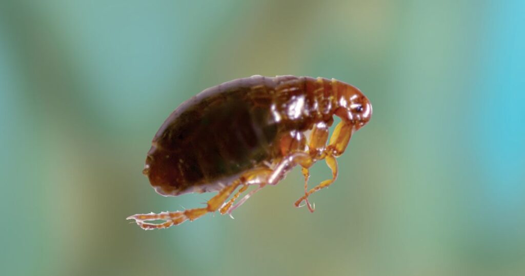 Alternative Natural Remedies for Fleas