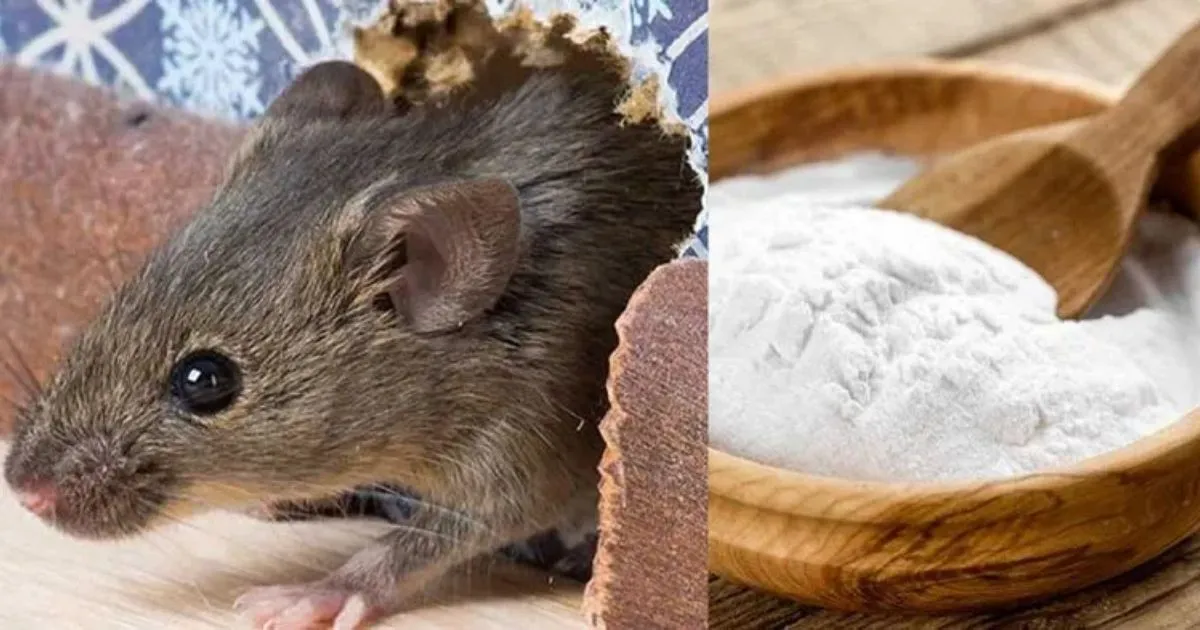 Baking Soda As a Rat Killer