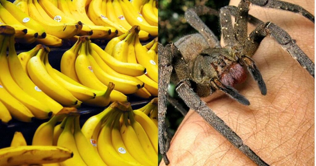 Banana Spiders and Biodiversity