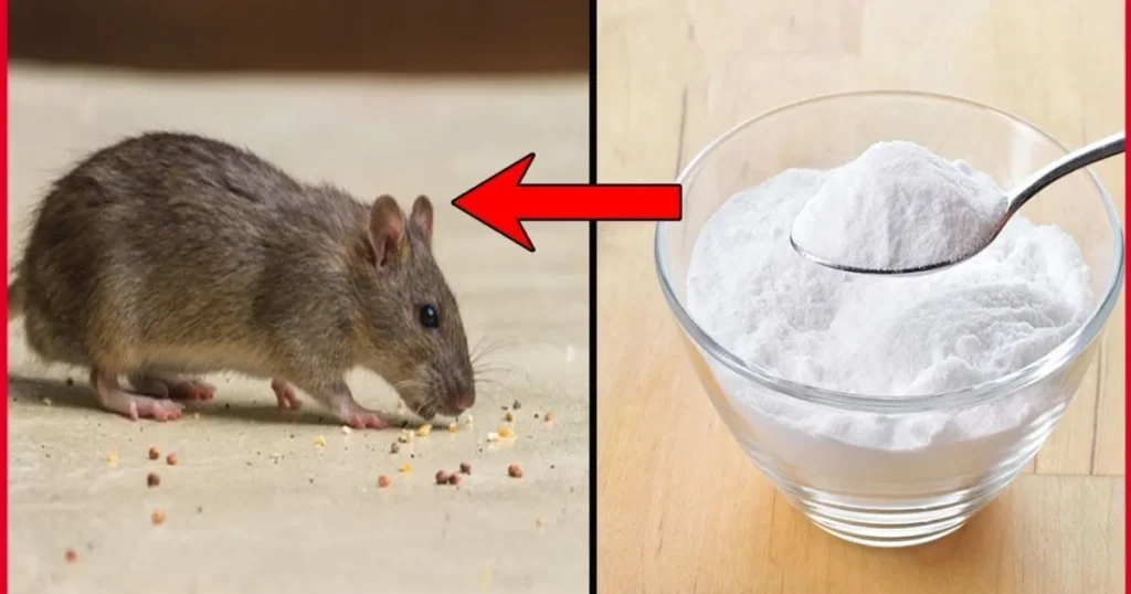 Benefits of Using Baking Soda as a Rat Killer