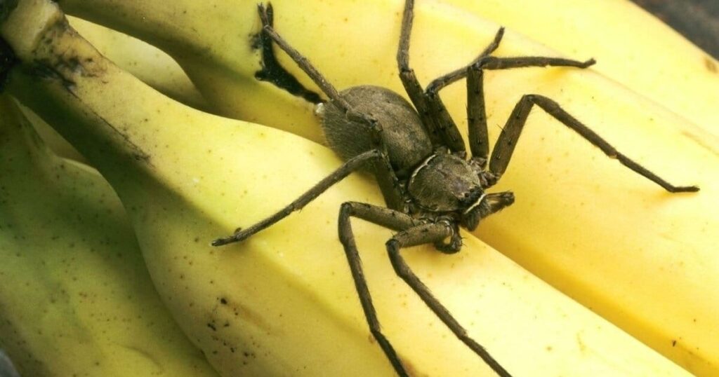 Diet and Feeding Habits of banana spiders