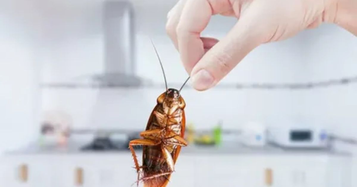 Effectively Eliminate Flying Cockroaches Inside Your Home