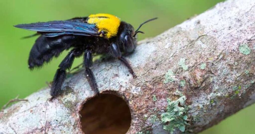 Female Carpenter Bees