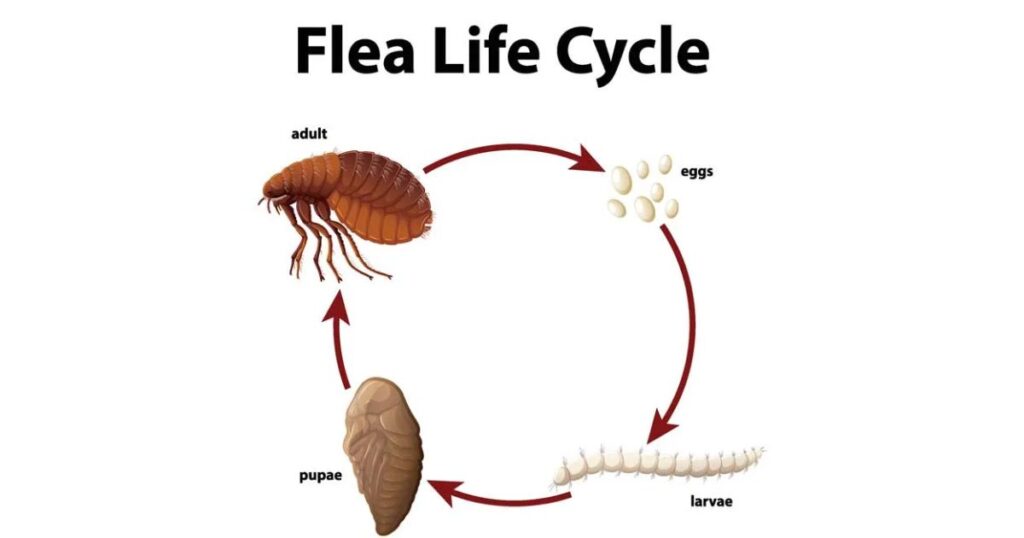 Flea Life Cycle