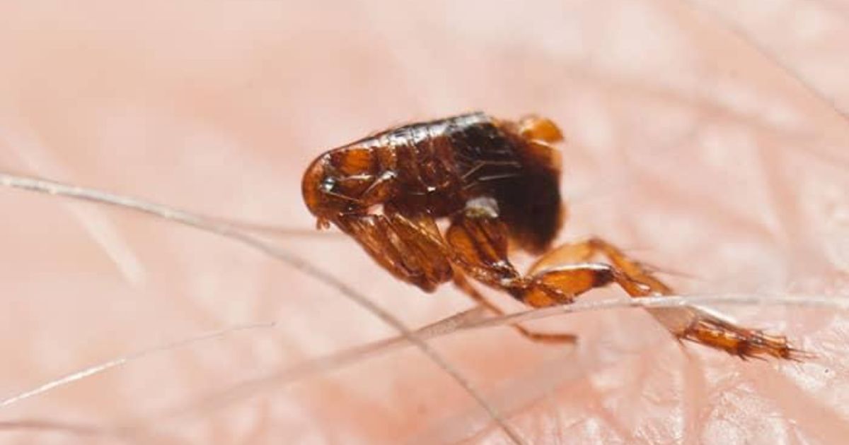 Fleas in human air