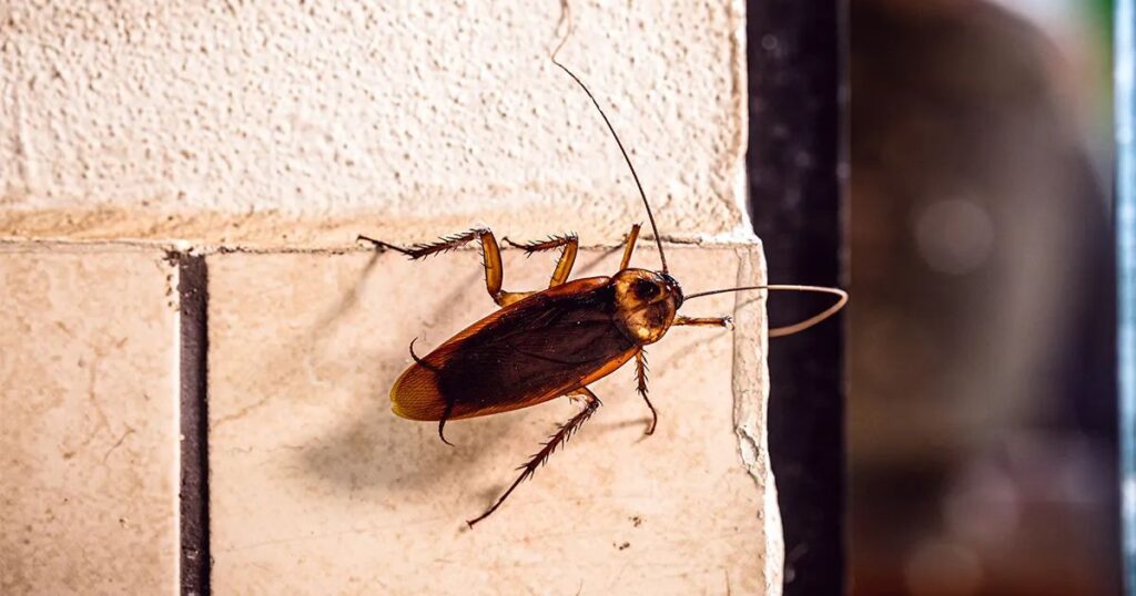 Flying Cockroaches Enter Your Home