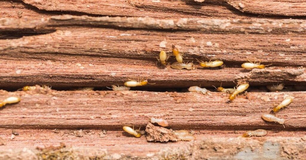 How to Handle a Termite Infestation
