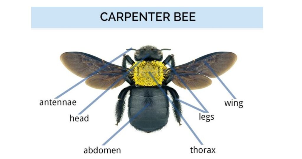 Identifying Carpenter Bees