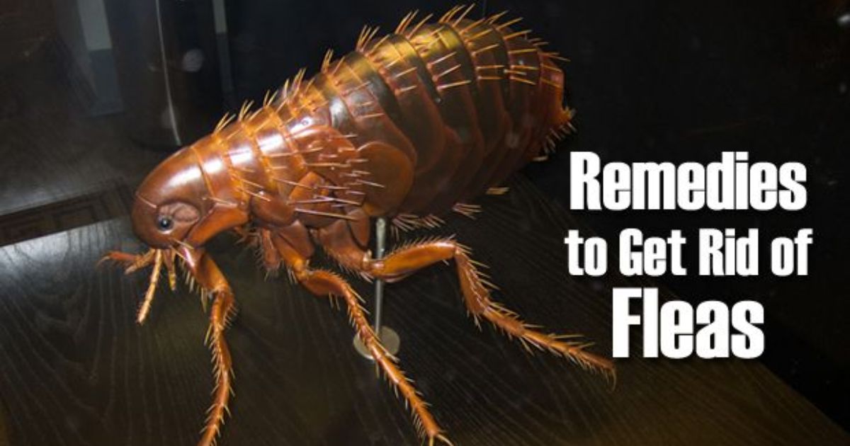 flea home remedies