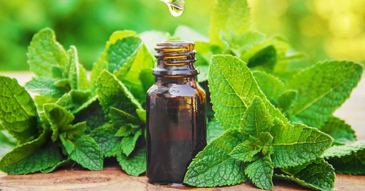 Peppermint Oil as a Mouse Repellent