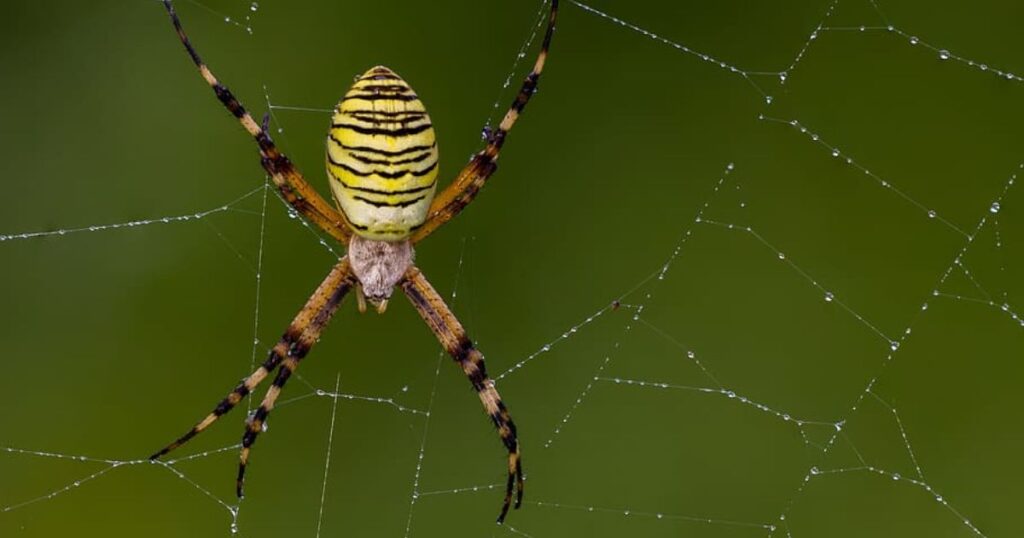 Physical Characteristics of Banana Spiders