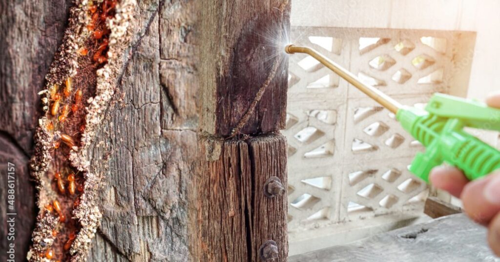 Preventing Termite Infestations