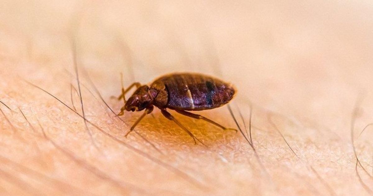 Scents That Keep Bed Bugs Away Naturally