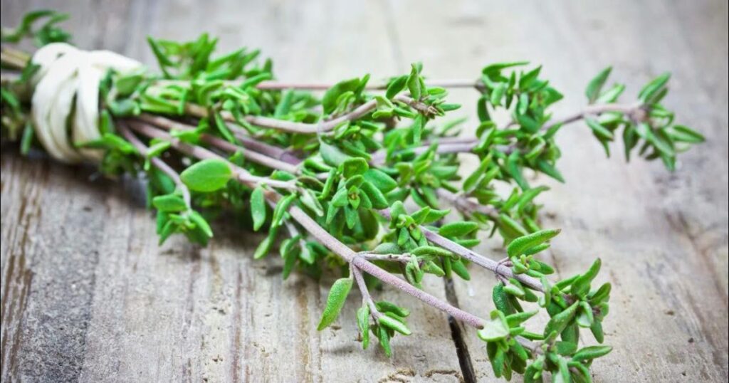 Thyme