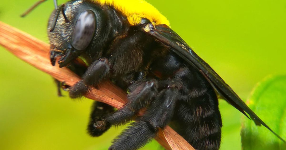 Do Carpenter Bees Sting