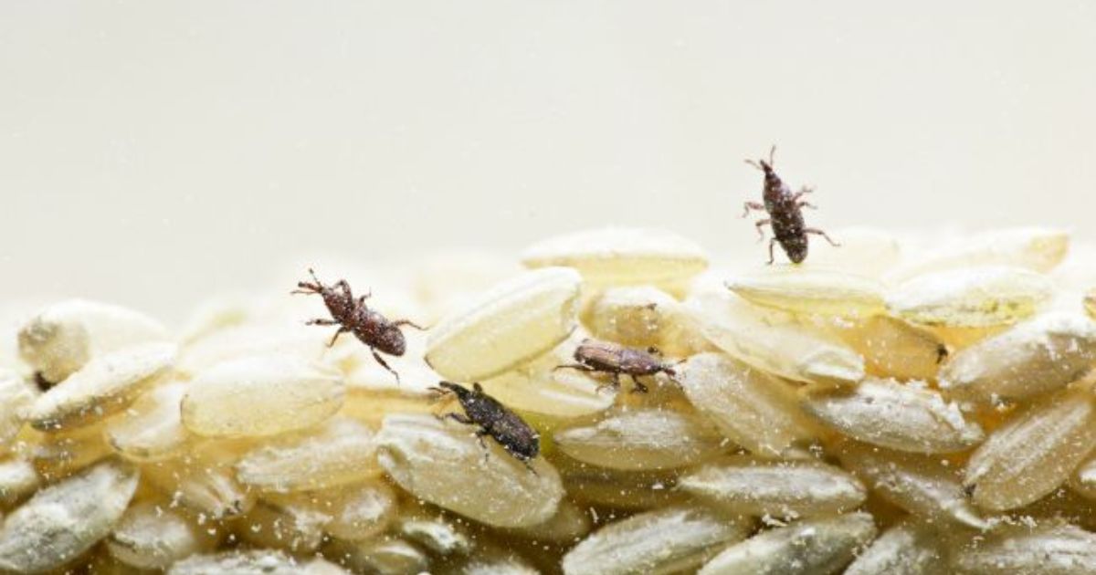 Weevils and Bugs Out of Your Food