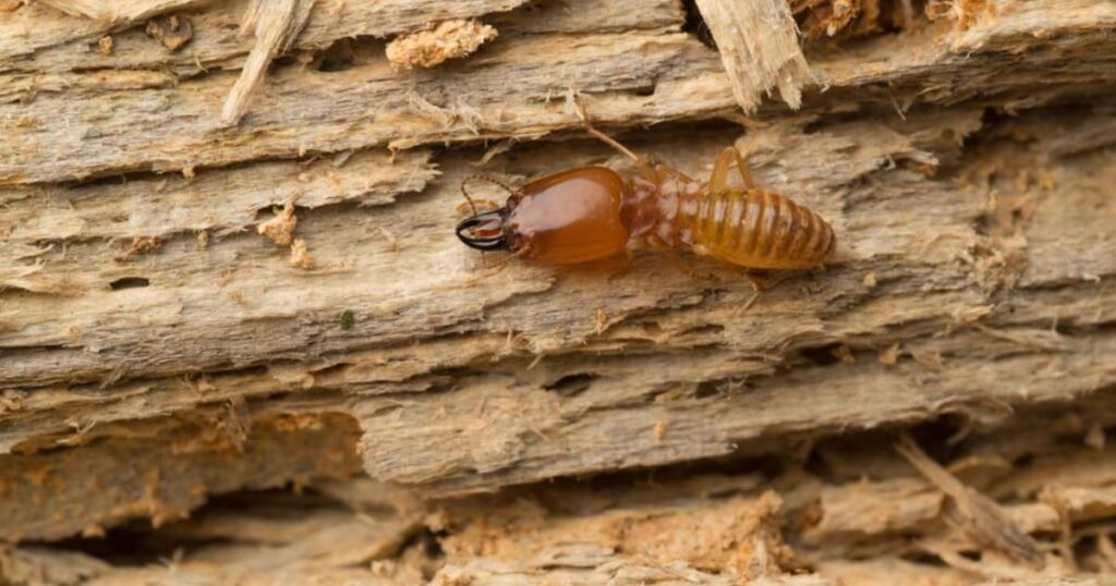 Why Are Termites Dangerous