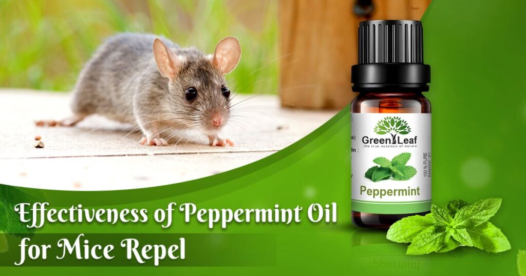 Why Does Peppermint Oil Repel Mice