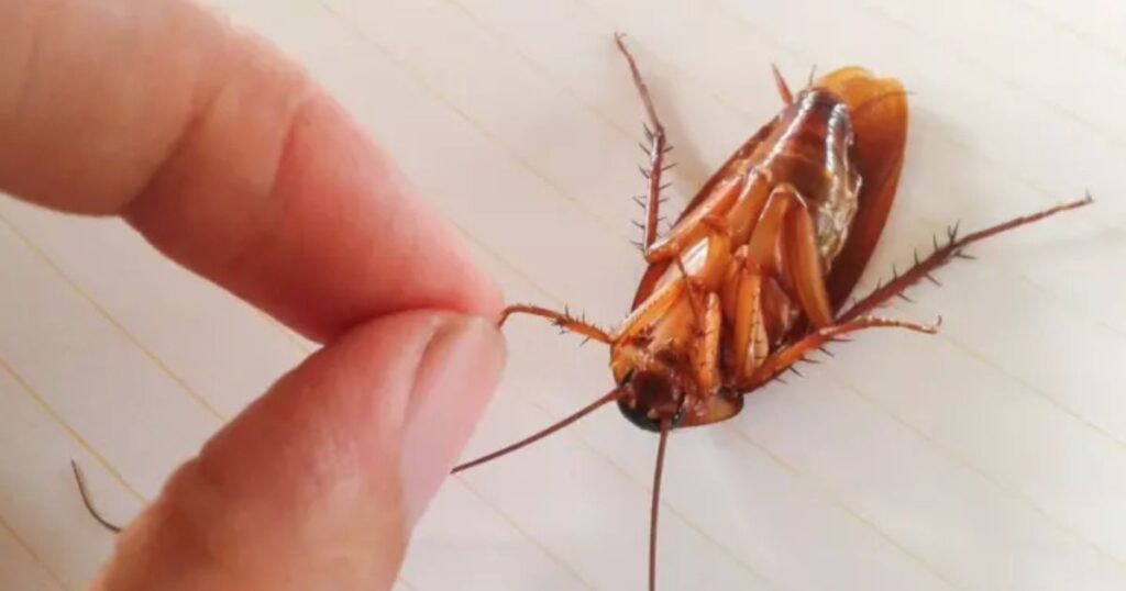 preventing cockroach bites