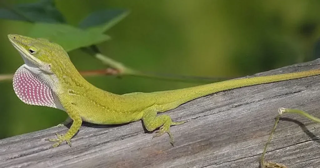 Anoles (Anolis spp.)