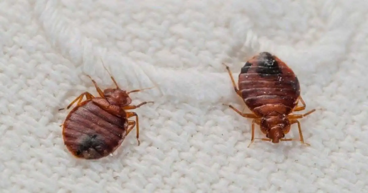 Bed Bugs