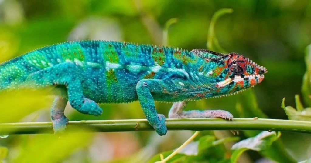 Chameleons (Chamaeleonidae family)
