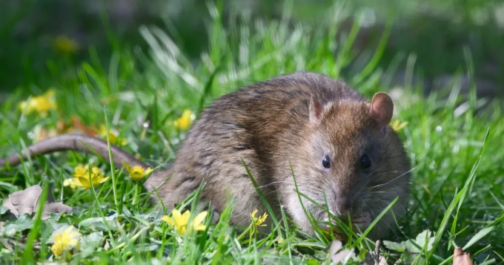 Common Signs of a Ground Squirrel Infestation