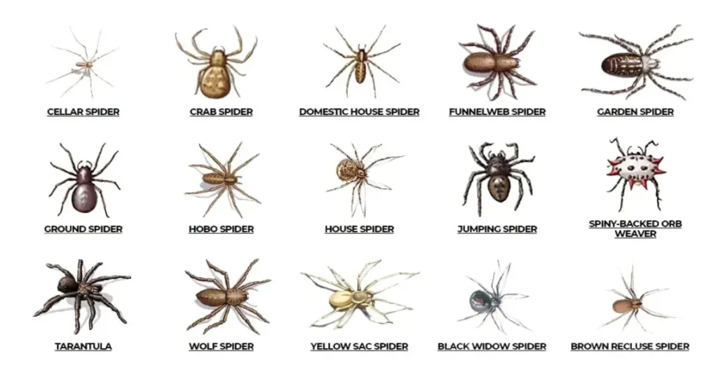 Common Types of Spiders