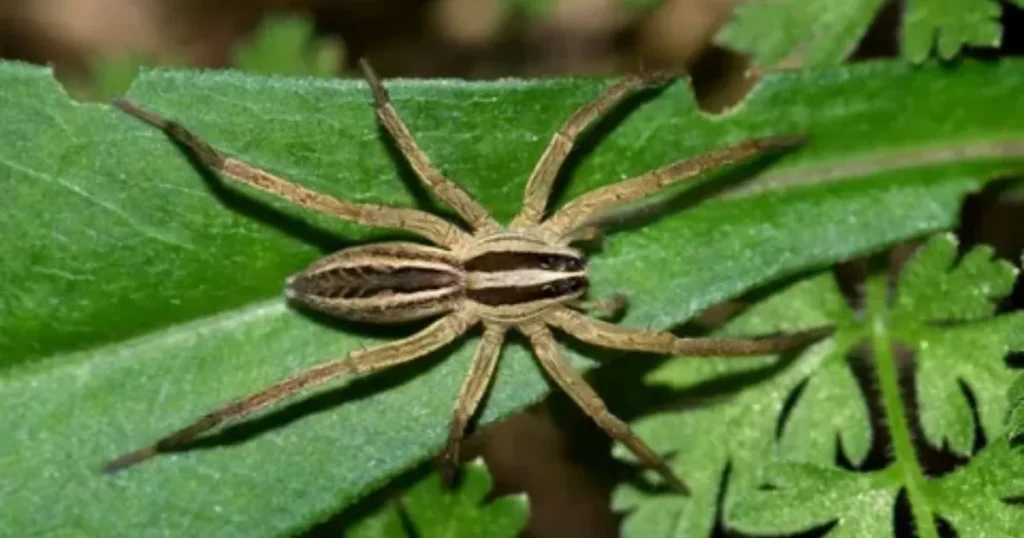 Habitat and Distribution of wolf spiders