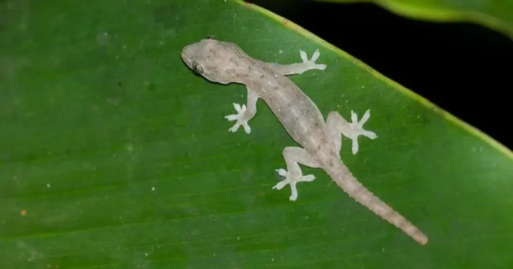  House Geckos (Hemidactylus spp.)