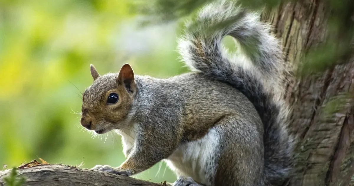 How To Get Rid Of Ground Squirrels