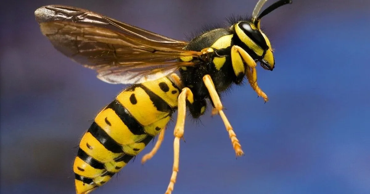 How to Get Rid of Wasps in Your Yard & House