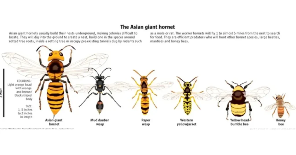 Lifecycle of Asian Giant Hornet