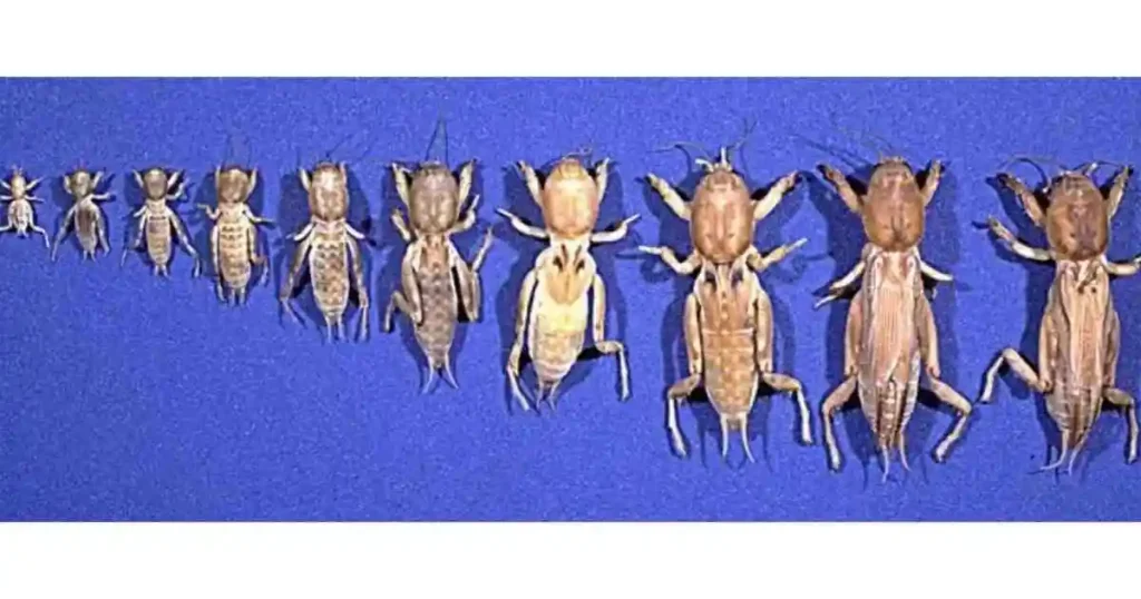 Life cycle and Behavior of Mole Crickets