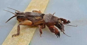 Mole Crickets