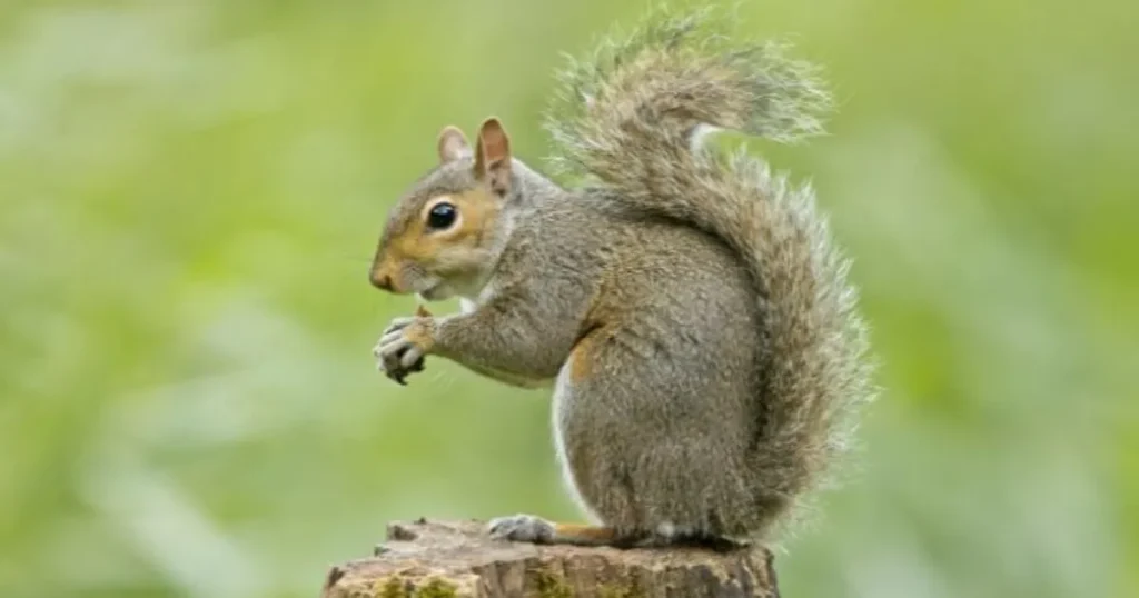 Preventing Ground Squirrel Infestations