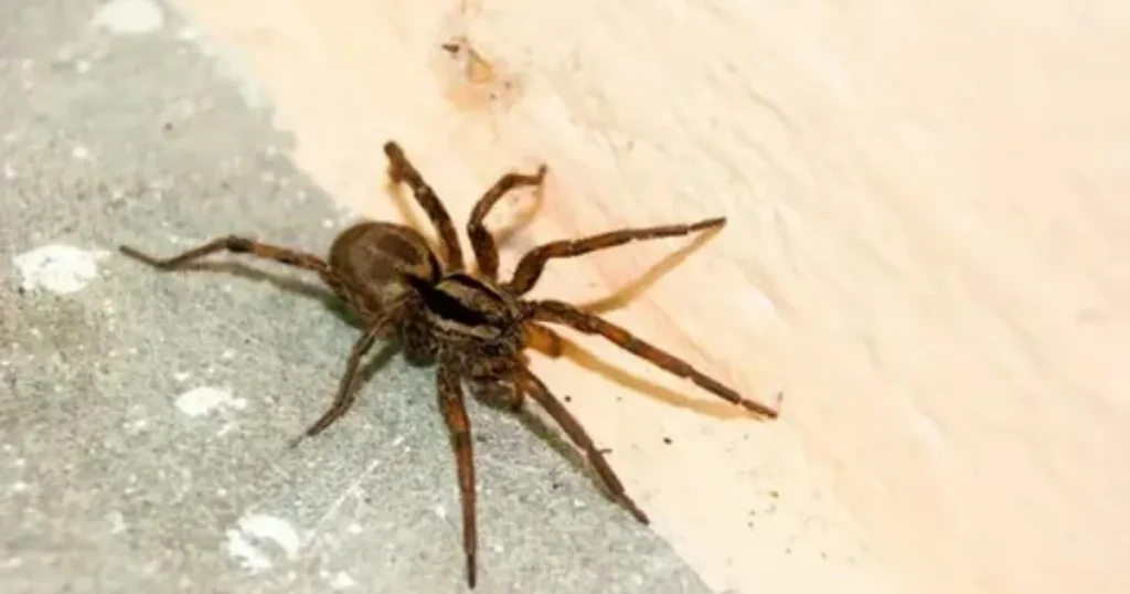 Preventing Wolf Spiders in Your Home