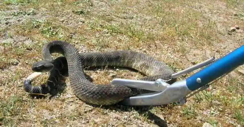 Snake Removal Methods