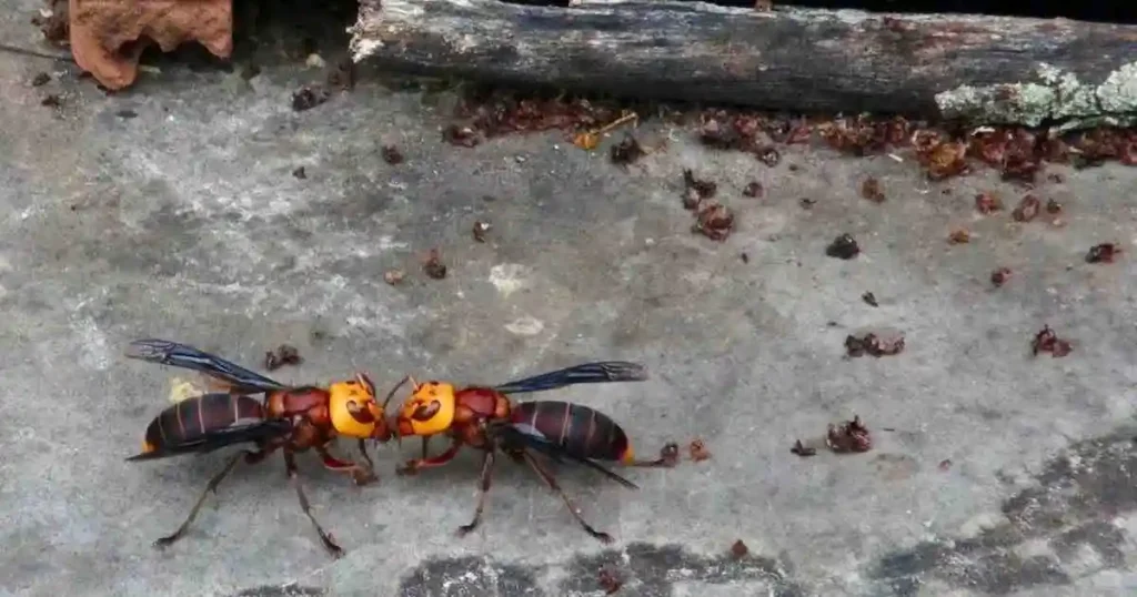 Spread and Adaptability of giant hornets