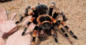 Tarantulas