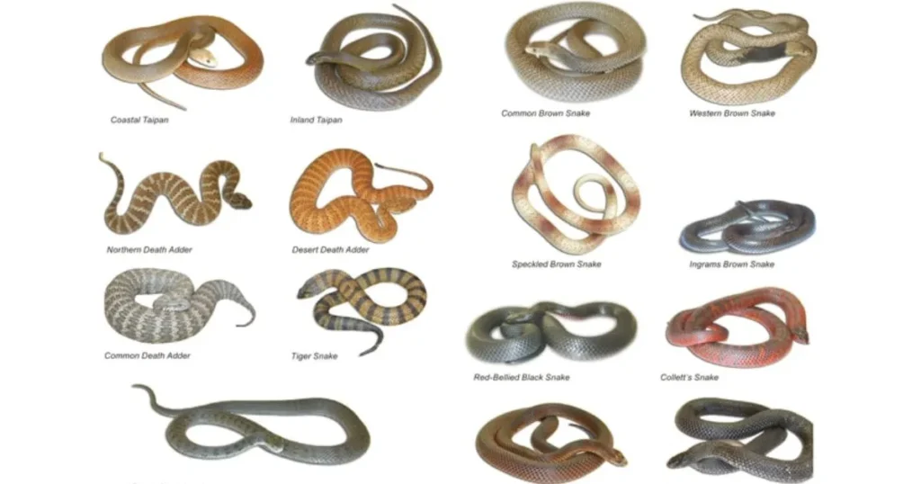 Types of Snakes