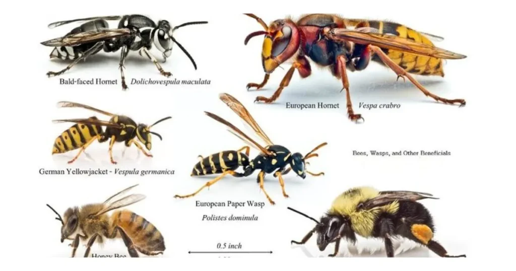 Types of Wasps 