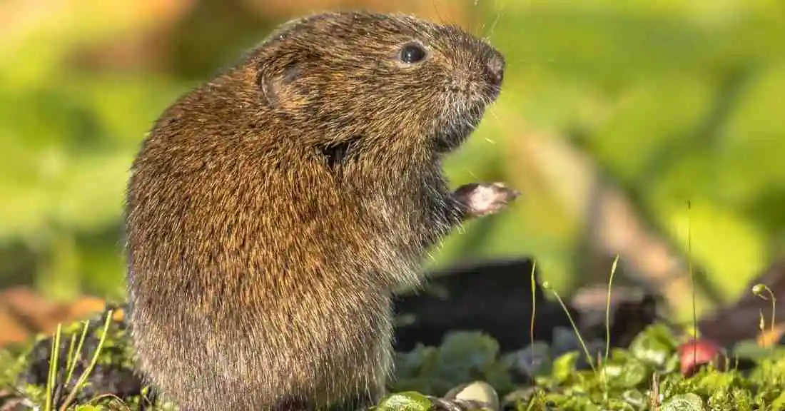 Voles