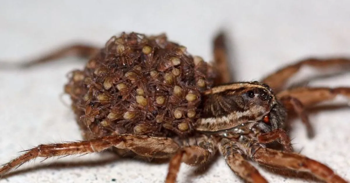 Wolf Spiders